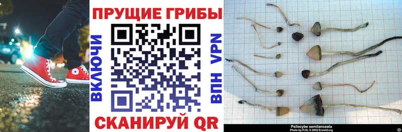 Псилоцибиновые грибы GOLDEN TEACHER  купить   блэк спрут сайт  Киселёвск 